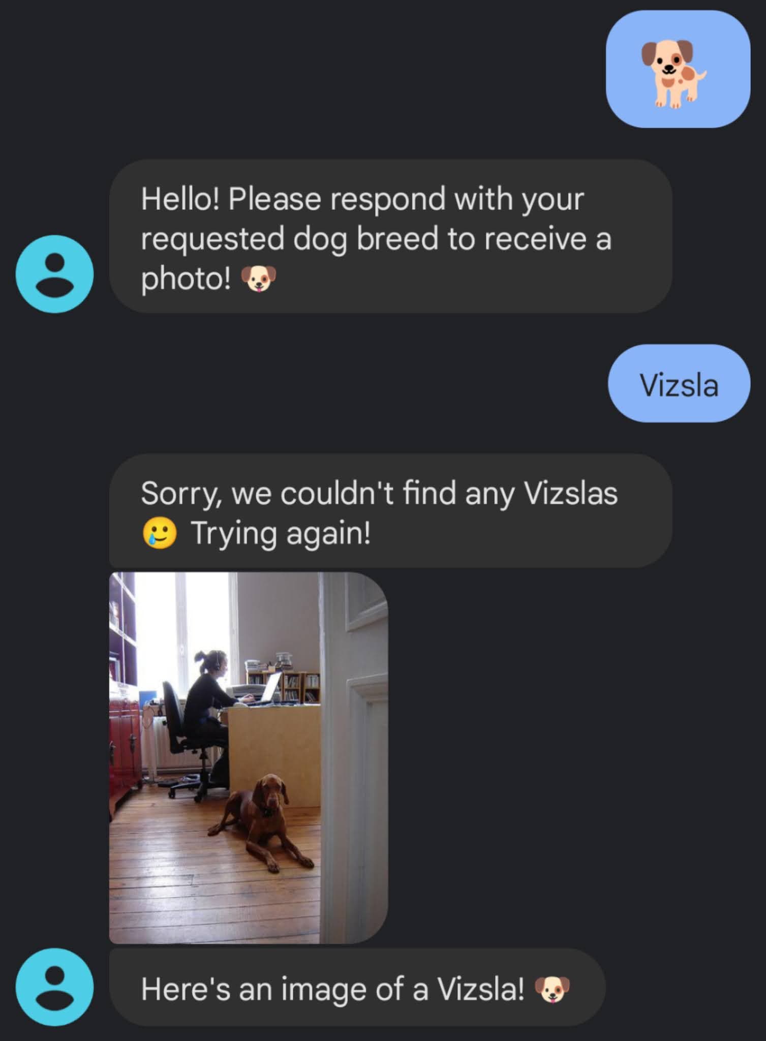 Chatbot conversation requesting a Vizsla , showing a Vizsla in an office.